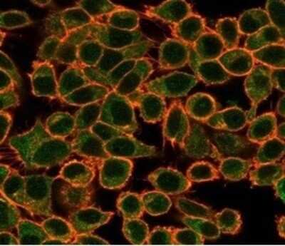 Immunocytochemistry/ Immunofluorescence: NFIA Antibody (PCRP-NFIA-2C6) [NBP3-13982]