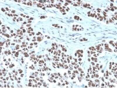 Immunohistochemistry-Paraffin: NFIA Antibody (PCRP-NFIA-2C6) [NBP3-13982]
