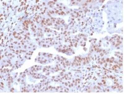 Immunohistochemistry-Paraffin: NFIA Antibody (PCRP-NFIA-2C6) [NBP3-13982]
