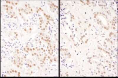 Immunohistochemistry: NFIC Antibody [NBP1-71879]
