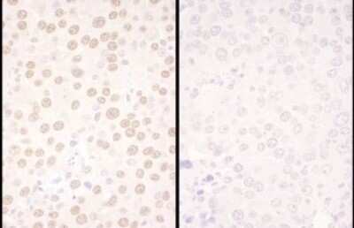 Immunohistochemistry: NFIC Antibody [NBP1-71879]