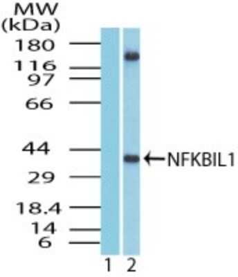 Western Blot: NFKBIL1 Antibody [NBP1-70344]