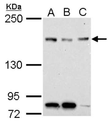 Western Blot: NFKBIL2 Antibody [NBP2-19531]