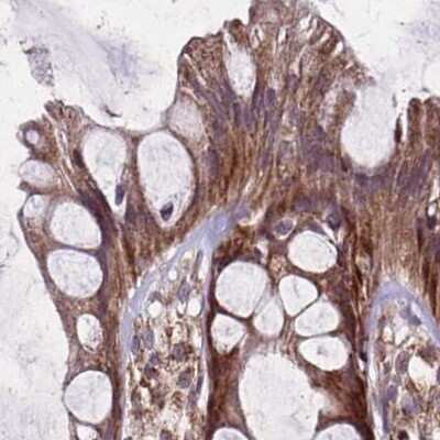 Immunohistochemistry-Paraffin: NFS1 Antibody [NBP2-38737]