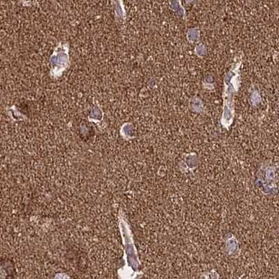 Immunohistochemistry-Paraffin: NFS1 Antibody [NBP2-38737]