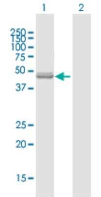 Western Blot: NFS1 Antibody [H00009054-B01P]