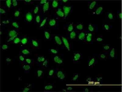 Immunocytochemistry/ Immunofluorescence: NFX1 Antibody (1D12) [H00004799-M01]
