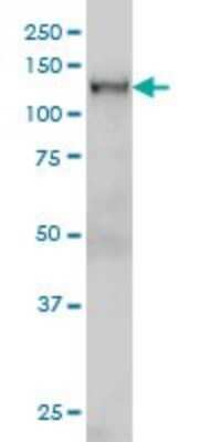 Western Blot: NFX1 Antibody (1D12) [H00004799-M01]