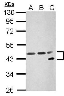 Western Blot: NFYA Antibody [NBP2-19533]
