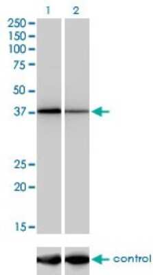 Western Blot: NFYC Antibody (1D3) [H00004802-M01]