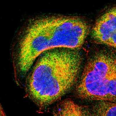 Immunocytochemistry/ Immunofluorescence: NFkB2/NFkB p100 Antibody [NBP1-87760]