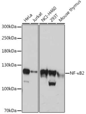 Western Blot: NFkB p100/p52 AntibodyBSA Free [NBP2-95200]