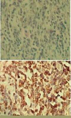 Immunohistochemistry-Paraffin: NFkB p105/p50 Antibody (2J10D7) - BSA Free [NB100-56583]