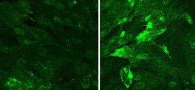 Immunocytochemistry/ Immunofluorescence: NG2/MCSP Antibody [NBP1-21361]