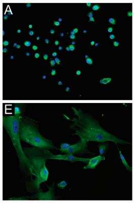 Immunocytochemistry/ Immunofluorescence: NG2/MCSP Antibody [NBP1-89682]
