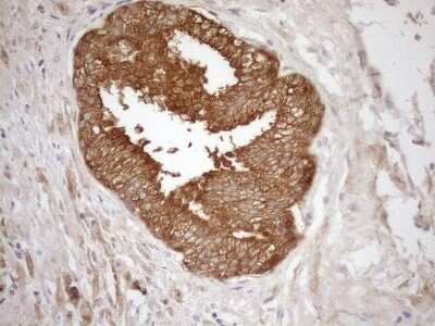 Immunohistochemistry: NGDN Antibody (OTI1H4) [NBP2-46162]