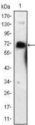 Western Blot: NGFR/TNFRSF16/p75NTR Antibody (2F1C2)BSA Free [NBP1-51590]