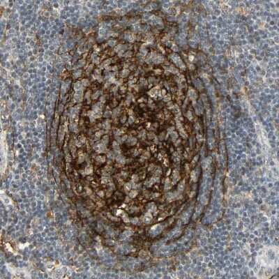 Immunohistochemistry-Paraffin: NGFR/TNFRSF16/p75NTR Antibody [NBP1-85769]