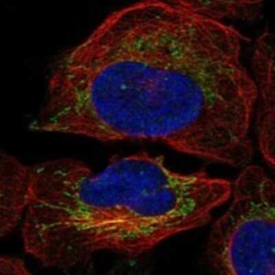 Immunocytochemistry/ Immunofluorescence: NGRN Antibody [NBP3-17746]