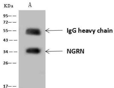 Immunoprecipitation: NGRN Antibody [NBP3-12633]