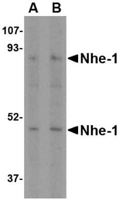 Western Blot: NHE1/SLC9A1 AntibodyBSA Free [NBP1-76847]