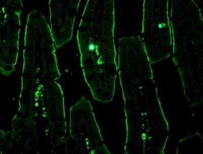 Immunohistochemistry: NHE3/SLC9A3 [p Ser552] Antibody (14D5) - Azide and BSA Free [NBP2-80877]