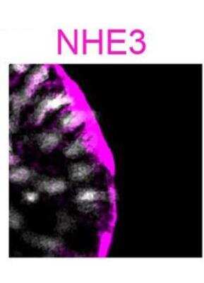 Immunocytochemistry/ Immunofluorescence: NHE3/SLC9A3 Antibody [NBP1-82575]