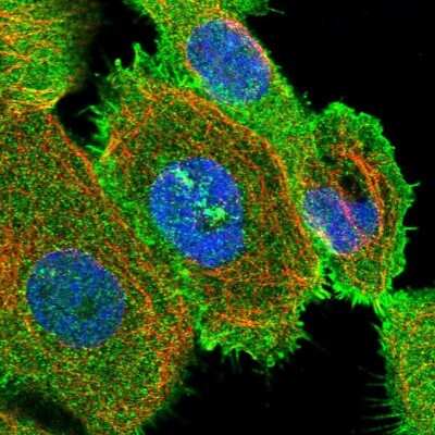 Immunocytochemistry/ Immunofluorescence: NHERF-1 Antibody [NBP1-84918]
