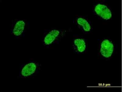 Immunocytochemistry/ Immunofluorescence: NHLH2 Antibody (1F4) [H00004808-M04]