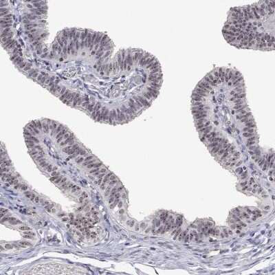 Immunohistochemistry-Paraffin: NHP2 Antibody [NBP2-38626]