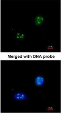 Immunocytochemistry/ Immunofluorescence: NHP2L1 Antibody [NBP1-32732]