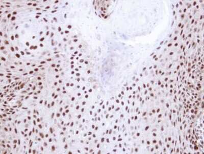 Immunohistochemistry-Paraffin: NHP2L1 Antibody [NBP1-32732]