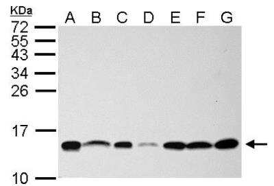 Western Blot: NHP2L1 Antibody [NBP1-32732]