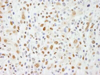 Immunohistochemistry-Paraffin: NIF1 Antibody [NB100-2579]