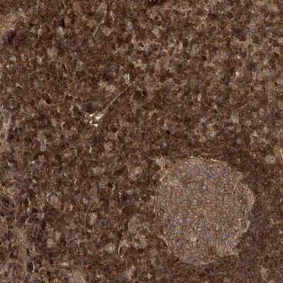 Immunohistochemistry-Paraffin: NIF3L1 Antibody [NBP1-89115]
