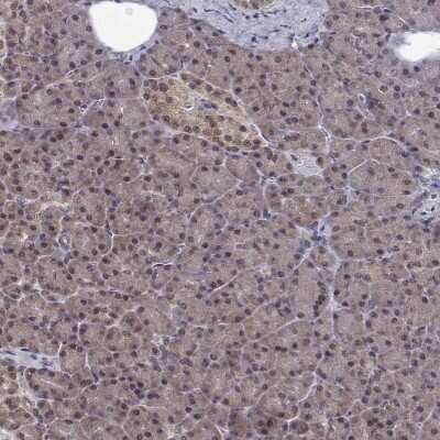 Immunohistochemistry-Paraffin: NIF3L1 Antibody [NBP2-38923]