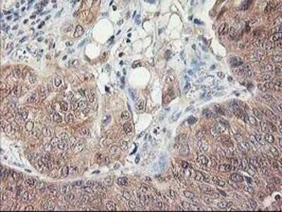 Immunohistochemistry-Paraffin: NIF3L1 Antibody (OTI5A7) [NBP2-01317]