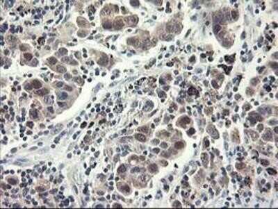 Immunohistochemistry-Paraffin: NIF3L1 Antibody (OTI5A7) [NBP2-01317]