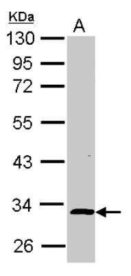 Western Blot: NIF3L1 Antibody [NBP2-19542]