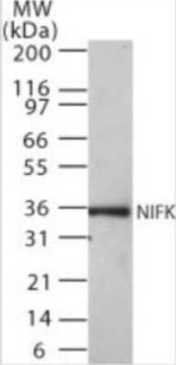 Western Blot: NIFK Antibody (18E148) [NB100-56590]
