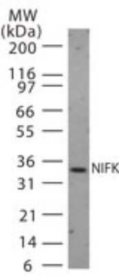 Western Blot: NIFK Antibody [NB100-56660]