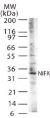 Western Blot: NIFK Antibody [NB100-56661]