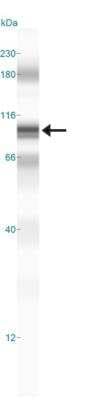 Simple Western: NIK/MAP3K14 Antibody [NBP1-50748]