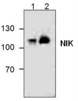 Western Blot: NIK/MAP3K14 Antibody [NBP1-50748]