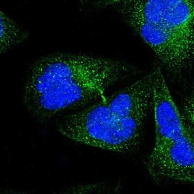 Immunocytochemistry/ Immunofluorescence: NINL Antibody [NBP1-81451]