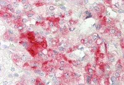 Immunohistochemistry-Paraffin: NINL Antibody [NBP2-83268]