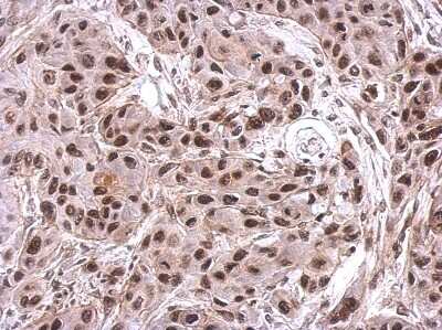 Immunohistochemistry-Paraffin: NIP30 Antibody [NBP2-19543]