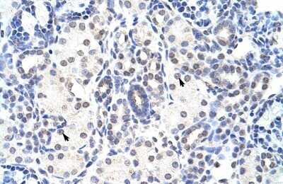 Immunohistochemistry-Paraffin: NIP7 Antibody [NBP1-57435]