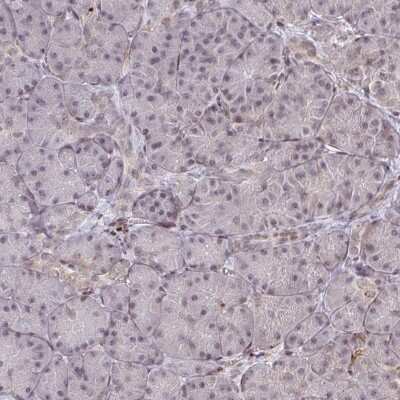 Immunohistochemistry-Paraffin: NIP7 Antibody [NBP2-31801]