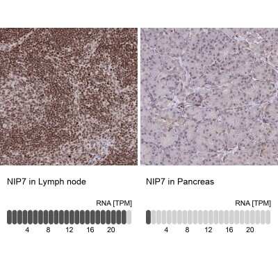Immunohistochemistry-Paraffin: NIP7 Antibody [NBP2-31801]